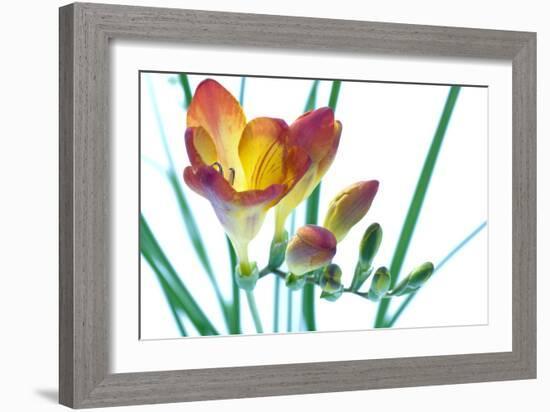 Freesia (Freesia Sp.)-Lawrence Lawry-Framed Photographic Print