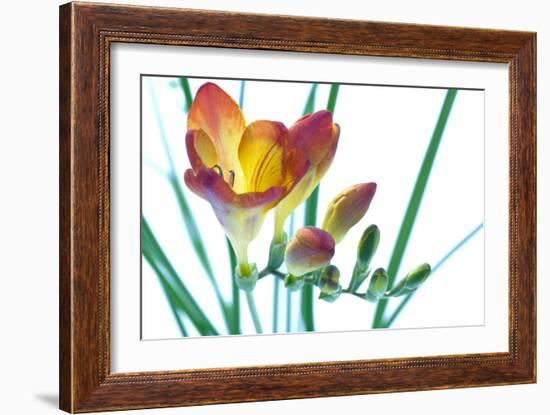 Freesia (Freesia Sp.)-Lawrence Lawry-Framed Photographic Print