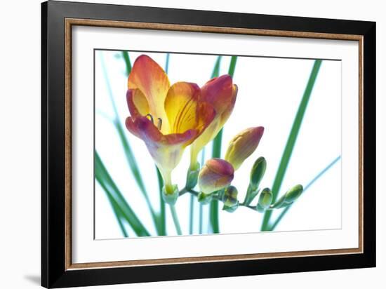 Freesia (Freesia Sp.)-Lawrence Lawry-Framed Photographic Print