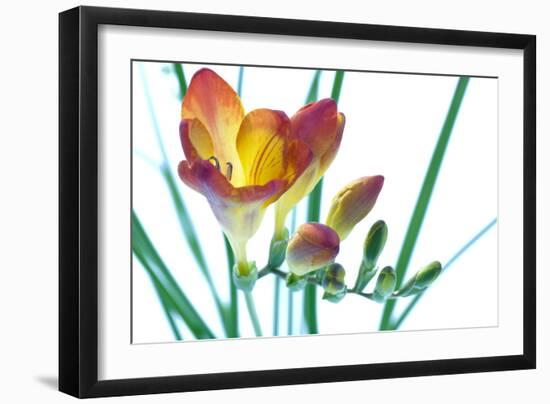 Freesia (Freesia Sp.)-Lawrence Lawry-Framed Photographic Print