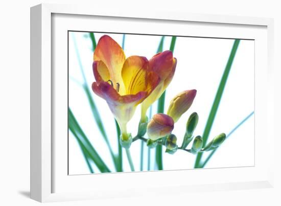 Freesia (Freesia Sp.)-Lawrence Lawry-Framed Photographic Print