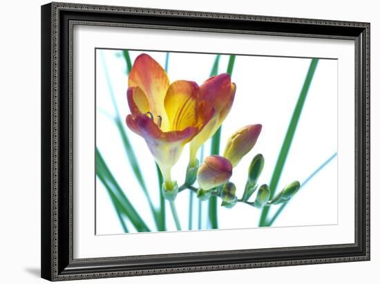 Freesia (Freesia Sp.)-Lawrence Lawry-Framed Photographic Print