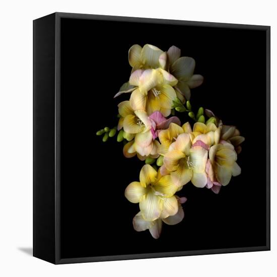 Freesia II-Magda Indigo-Framed Premier Image Canvas