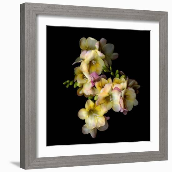 Freesia II-Magda Indigo-Framed Photographic Print