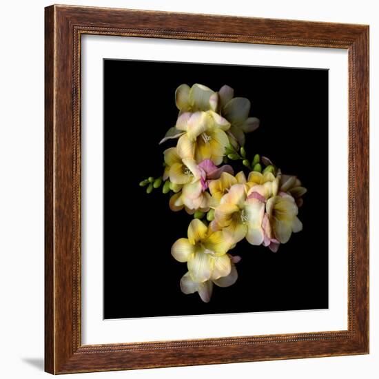 Freesia II-Magda Indigo-Framed Photographic Print