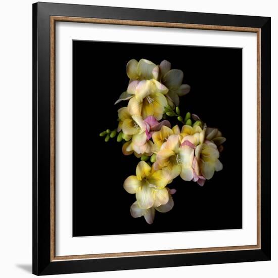 Freesia II-Magda Indigo-Framed Photographic Print