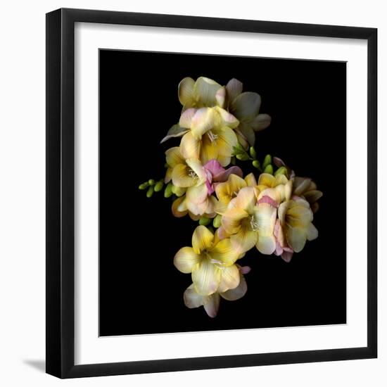 Freesia II-Magda Indigo-Framed Photographic Print