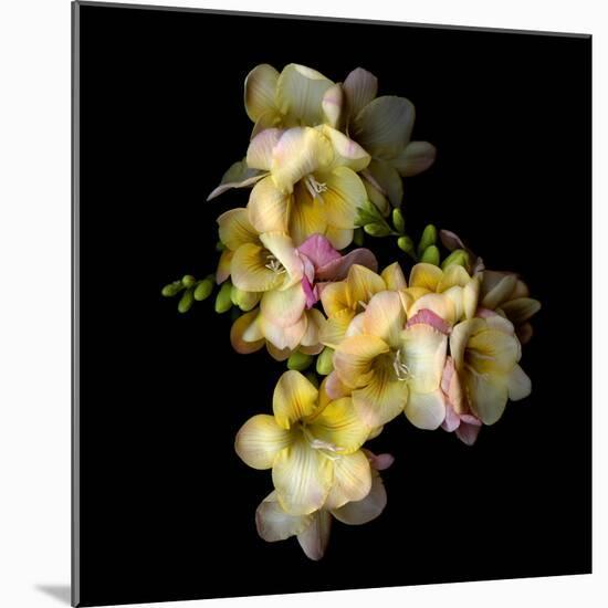 Freesia II-Magda Indigo-Mounted Photographic Print