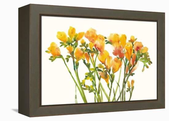 Freesia II-Tim O'toole-Framed Stretched Canvas