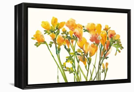 Freesia II-Tim O'toole-Framed Stretched Canvas