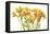 Freesia II-Tim O'toole-Framed Stretched Canvas