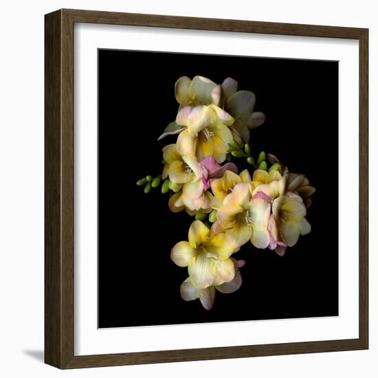 Freesia in Yellow and Pink-Magda Indigo-Framed Photographic Print