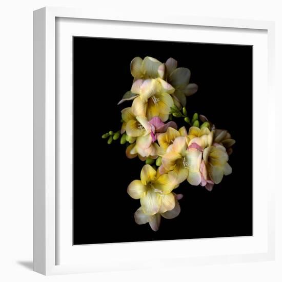 Freesia in Yellow and Pink-Magda Indigo-Framed Photographic Print