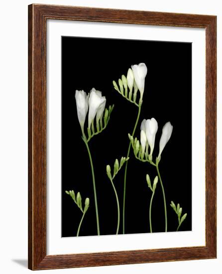 Freesia on Black Background-Anna Miller-Framed Photographic Print