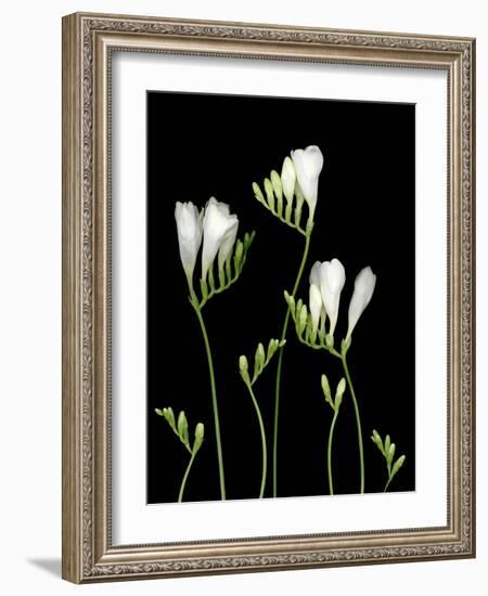 Freesia on Black Background-Anna Miller-Framed Photographic Print