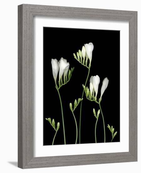 Freesia on Black Background-Anna Miller-Framed Photographic Print