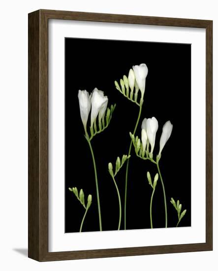 Freesia on Black Background-Anna Miller-Framed Photographic Print