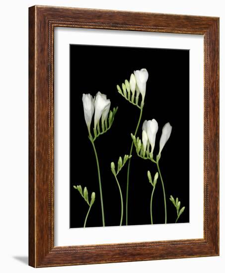 Freesia on Black Background-Anna Miller-Framed Photographic Print