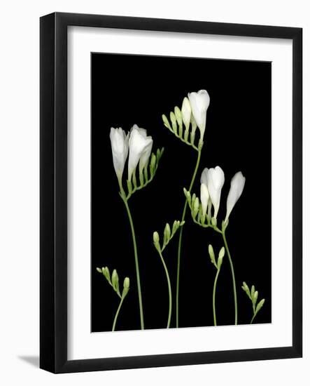 Freesia on Black Background-Anna Miller-Framed Photographic Print