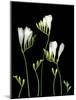 Freesia on Black Background-Anna Miller-Mounted Photographic Print