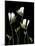Freesia on Black Background-Anna Miller-Mounted Photographic Print