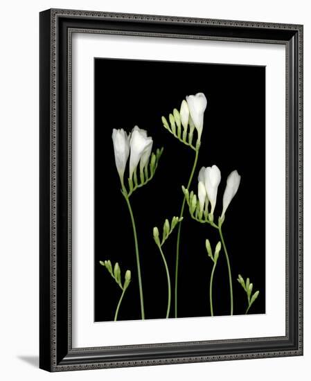 Freesia on Black Background-Anna Miller-Framed Photographic Print