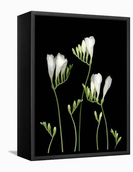 Freesia on Black Background-Anna Miller-Framed Premier Image Canvas