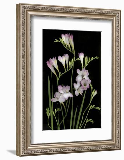 Freesia on Black Background-Anna Miller-Framed Photographic Print