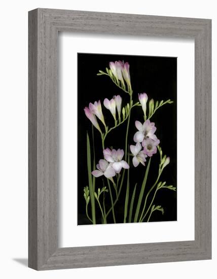 Freesia on Black Background-Anna Miller-Framed Photographic Print