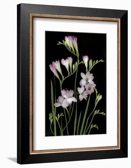 Freesia on Black Background-Anna Miller-Framed Photographic Print