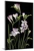 Freesia on Black Background-Anna Miller-Mounted Photographic Print