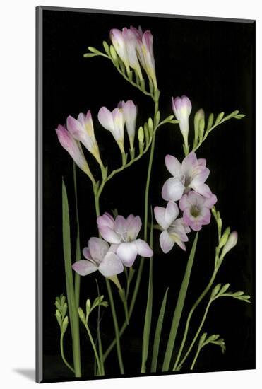 Freesia on Black Background-Anna Miller-Mounted Photographic Print
