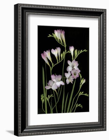 Freesia on Black Background-Anna Miller-Framed Photographic Print