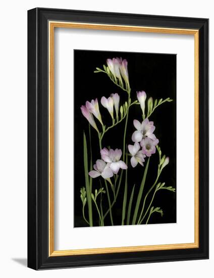 Freesia on Black Background-Anna Miller-Framed Photographic Print