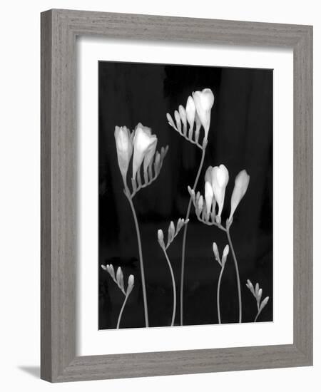 Freesia-Anna Miller-Framed Photographic Print