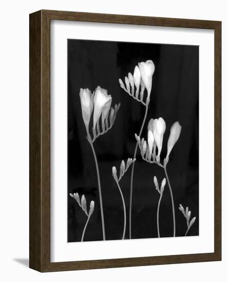 Freesia-Anna Miller-Framed Photographic Print