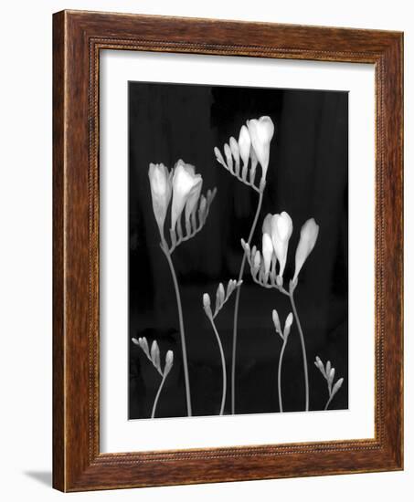 Freesia-Anna Miller-Framed Photographic Print