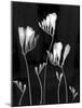 Freesia-Anna Miller-Mounted Photographic Print