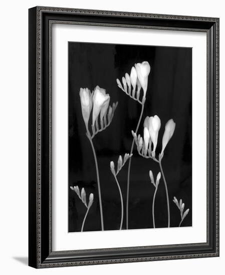 Freesia-Anna Miller-Framed Photographic Print