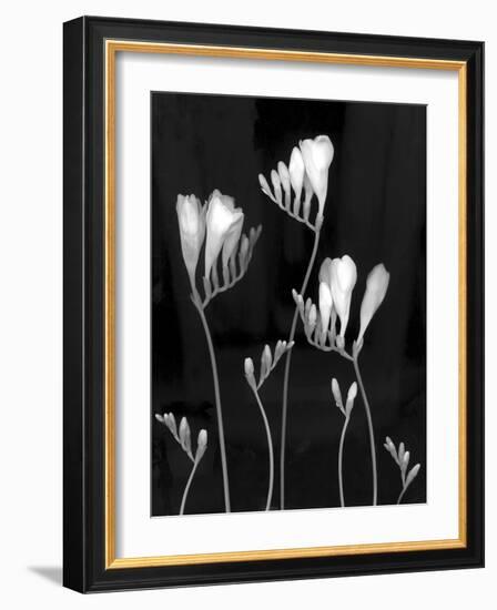 Freesia-Anna Miller-Framed Photographic Print