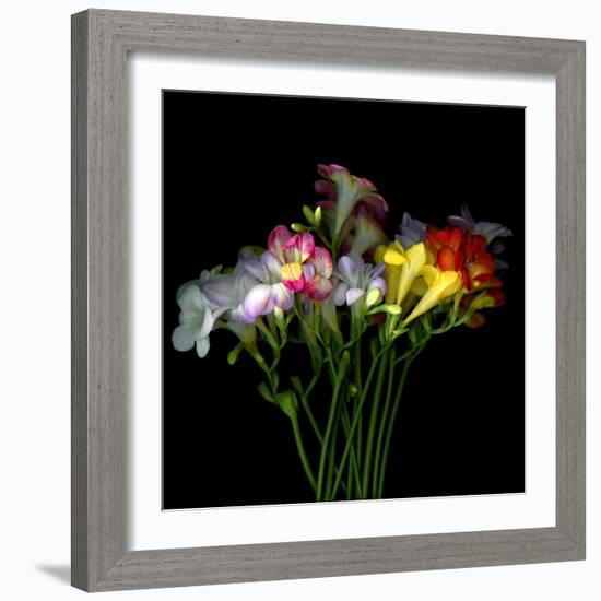 freesia-Magda Indigo-Framed Photographic Print