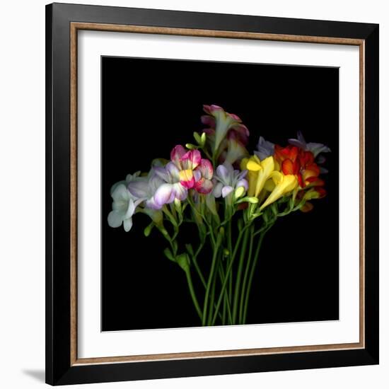 freesia-Magda Indigo-Framed Photographic Print