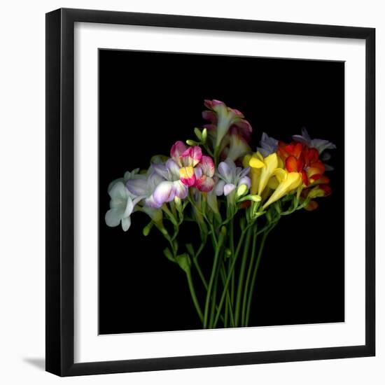 freesia-Magda Indigo-Framed Photographic Print