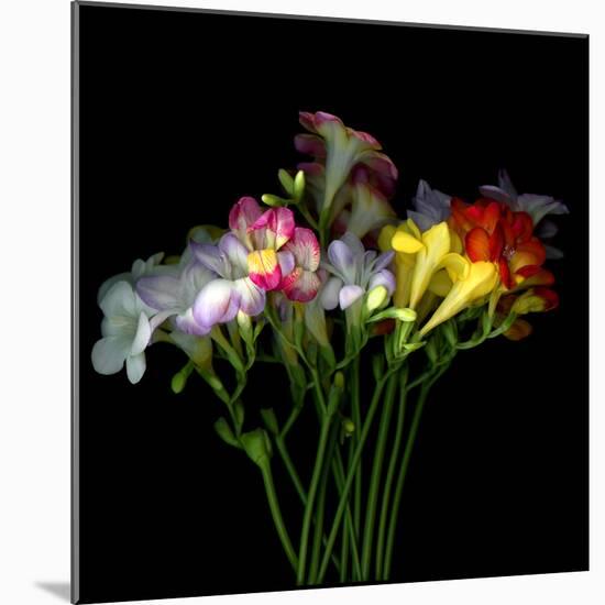 freesia-Magda Indigo-Mounted Photographic Print