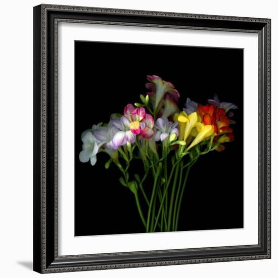 freesia-Magda Indigo-Framed Photographic Print