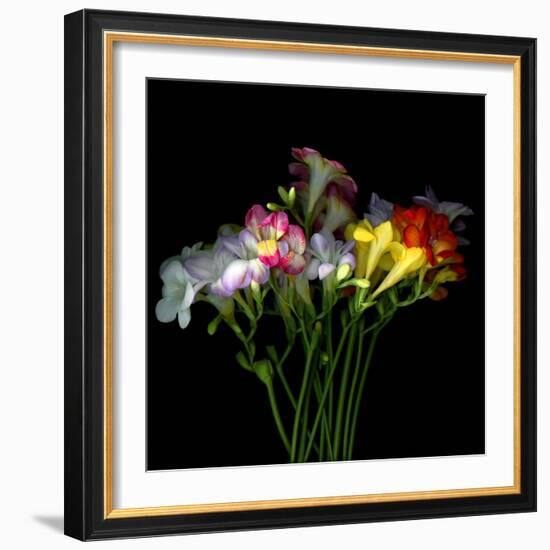 freesia-Magda Indigo-Framed Photographic Print