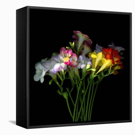 freesia-Magda Indigo-Framed Premier Image Canvas