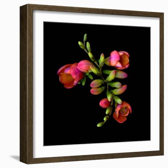 freesia-Magda Indigo-Framed Premium Photographic Print