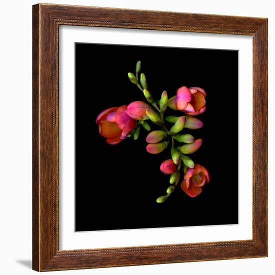 freesia-Magda Indigo-Framed Premium Photographic Print