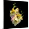 Freesia-Magda Indigo-Mounted Photographic Print